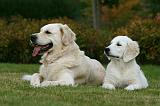 GOLDEN RETRIEVER 915
